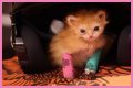 Tater Tot Kitten Died: How Tater Tot’s Heartwarming Life Ended