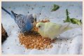 What eats bird food at night?